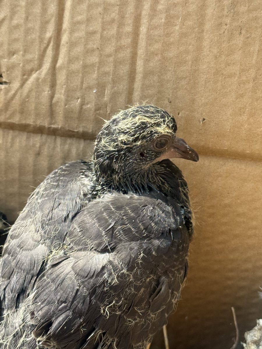 Nova as a tiny nestling in the box