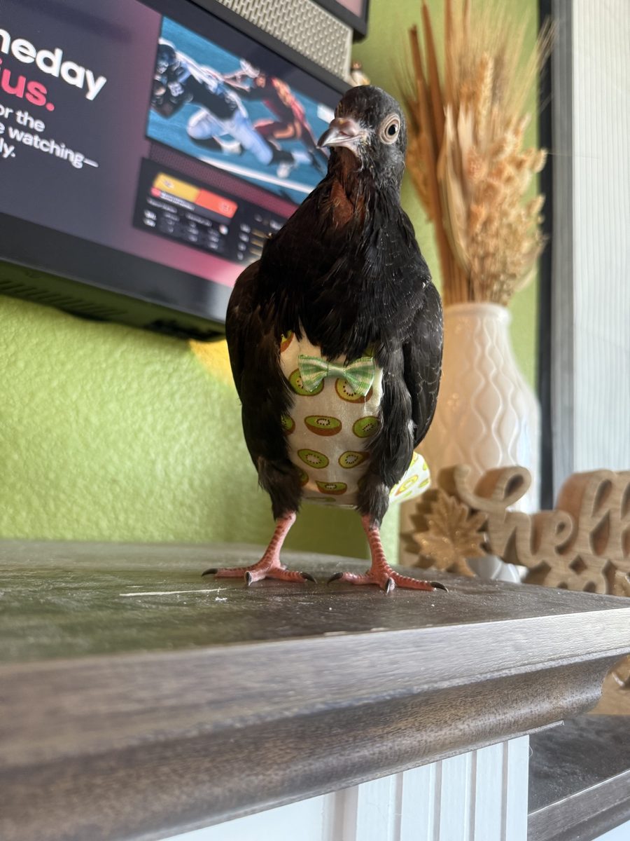 Nova all grown up in her kiwi diaper with a bow